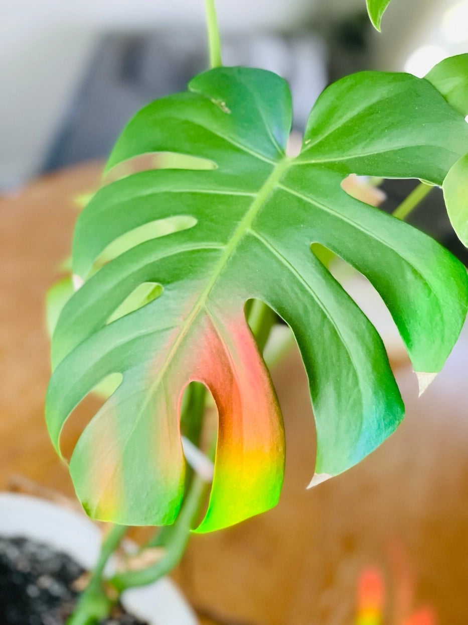 Suncatcher Sticker 'Monstera'