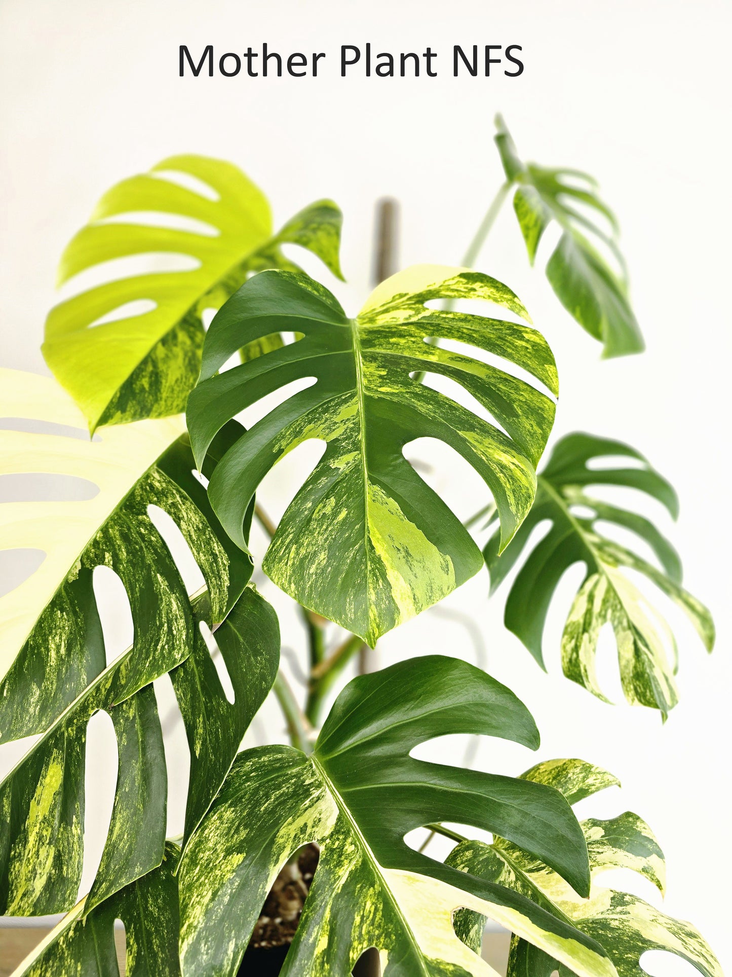 Monstera Deliciosa Variegated 'Aurea' - 150mm