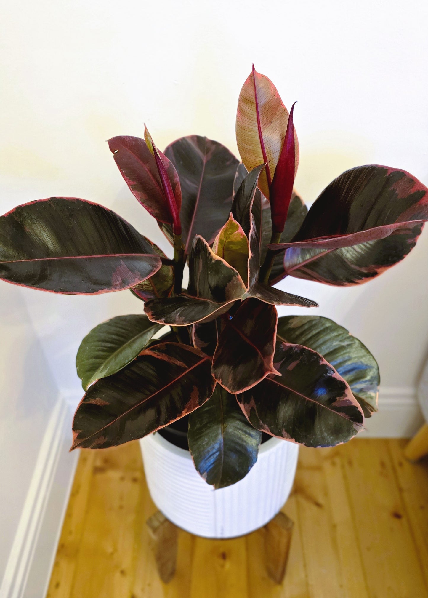 Ficus Elastica 'Ruby' - 200mm