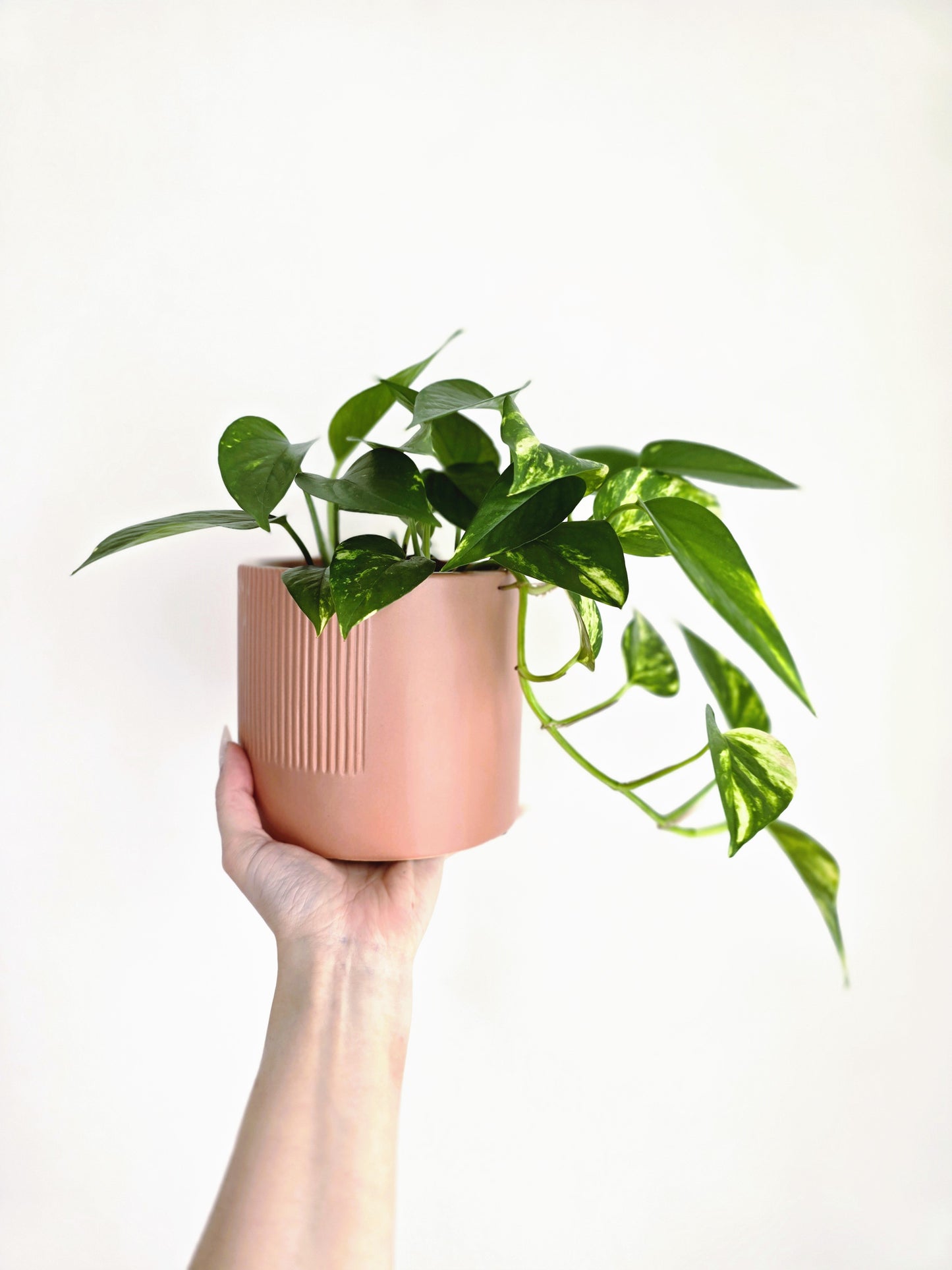 Epipremnum Aureum 'Devils Ivy' - 118mm