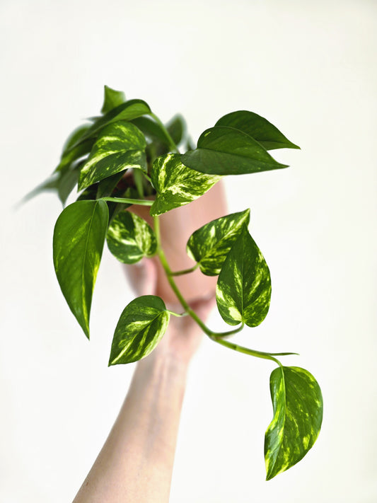 Epipremnum Aureum 'Devils Ivy' - 118mm