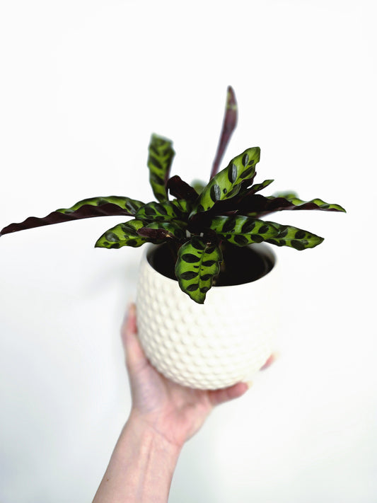 Calathea Lancifolia 'Insignis' - 118mm