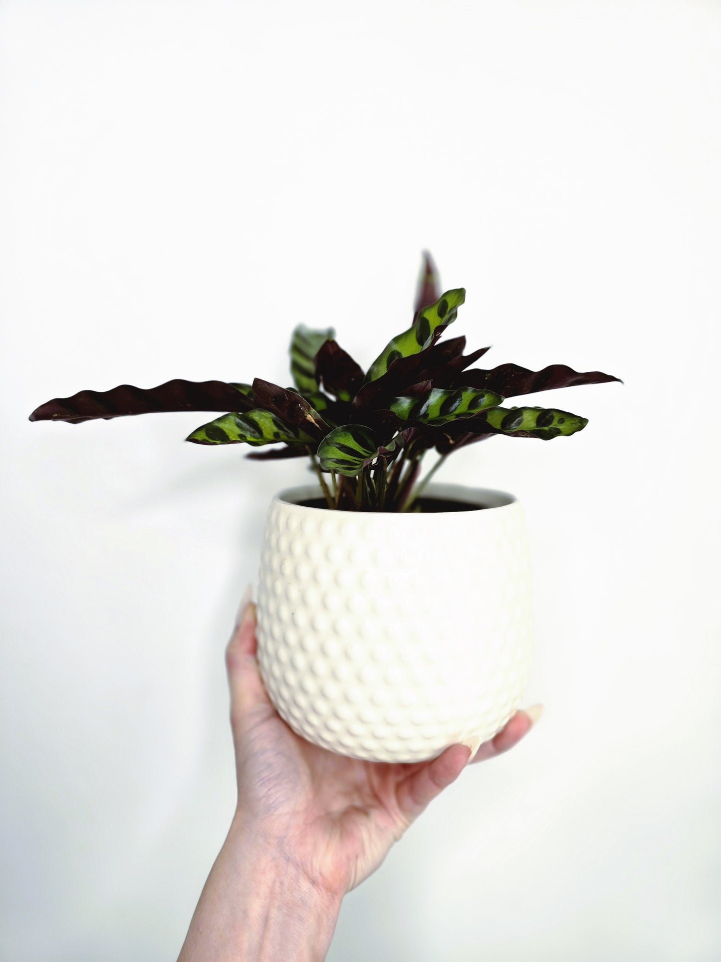 Calathea Lancifolia 'Insignis' - 118mm