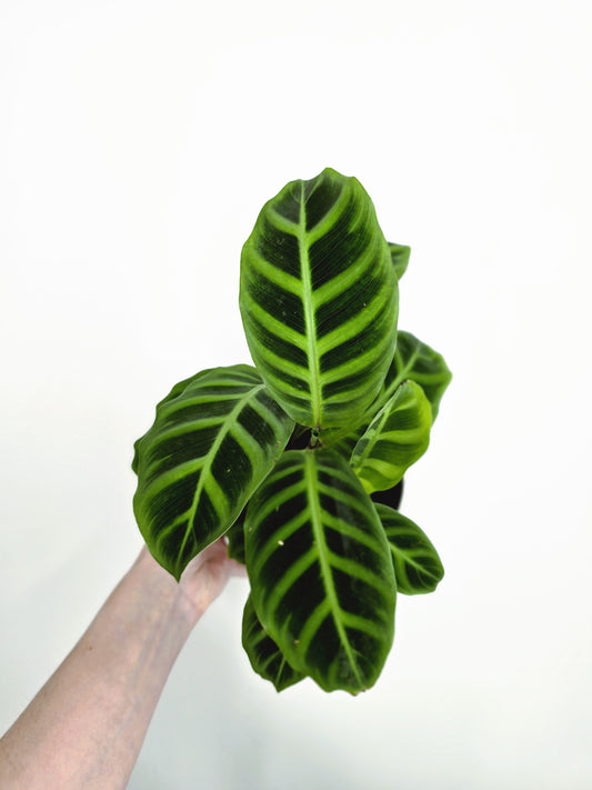 Calathea 'Zebrina' - 118mm
