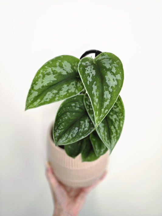 Scindapsus Pictus 'Silver Satin' - 118mm