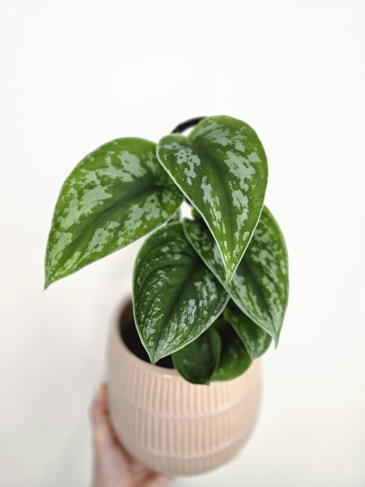 Scindapsus Pictus 'Silver Satin' - 118mm