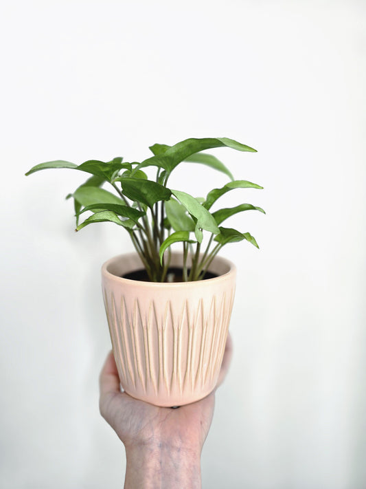 Syngonium Podophyllum 'Silver Fox' - 100mm