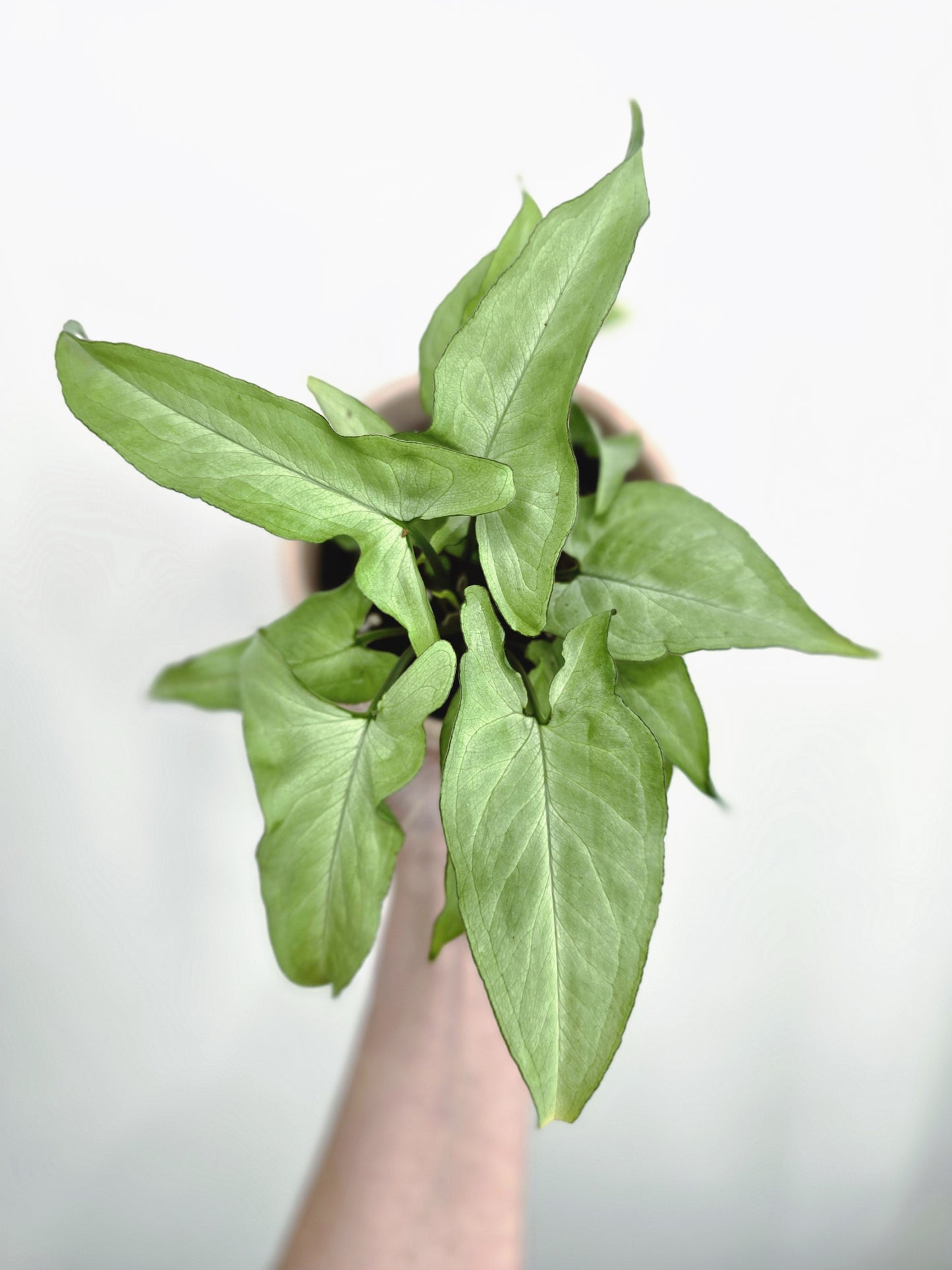 Syngonium Podophyllum 'Silver Fox' - 100mm