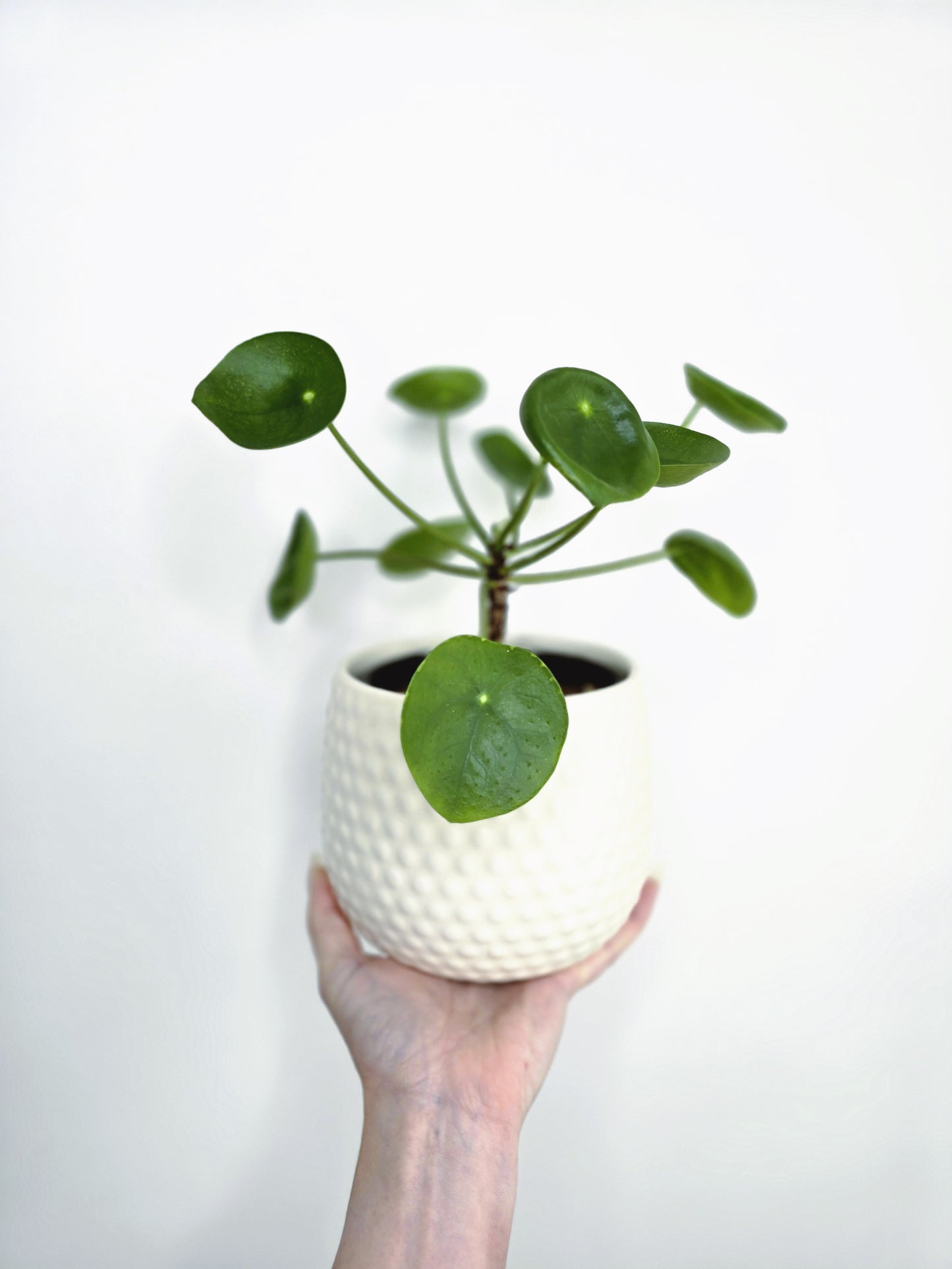 Pilea Peperomioides 'Chinese Money Plant'