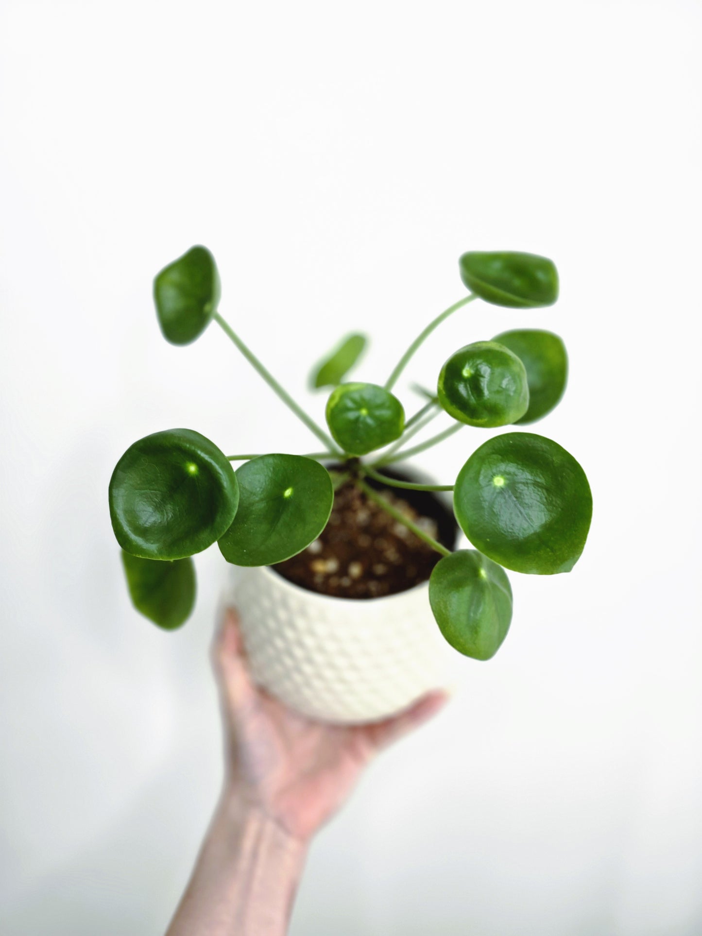 Pilea Peperomioides 'Chinese Money Plant'
