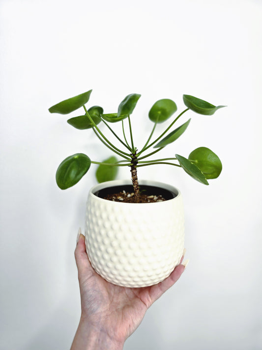 Pilea Peperomioides 'Chinese Money Plant'