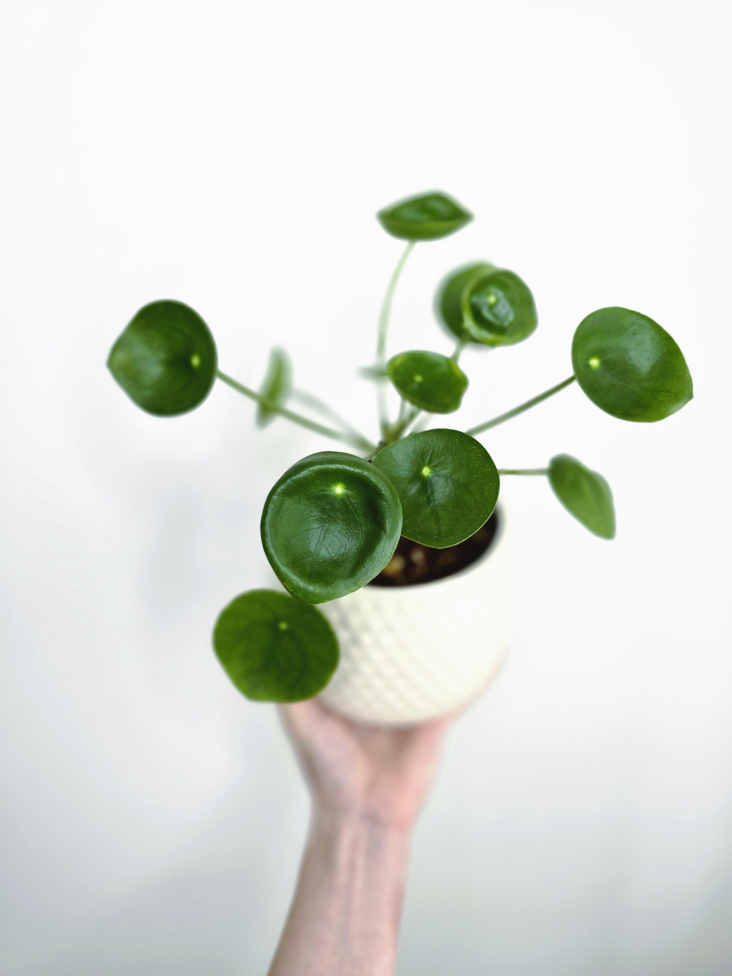 Pilea Peperomioides 'Chinese Money Plant'