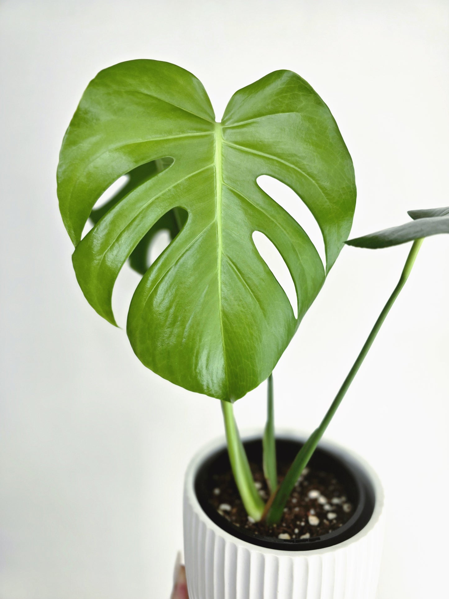 Monstera 'Deliciosa'