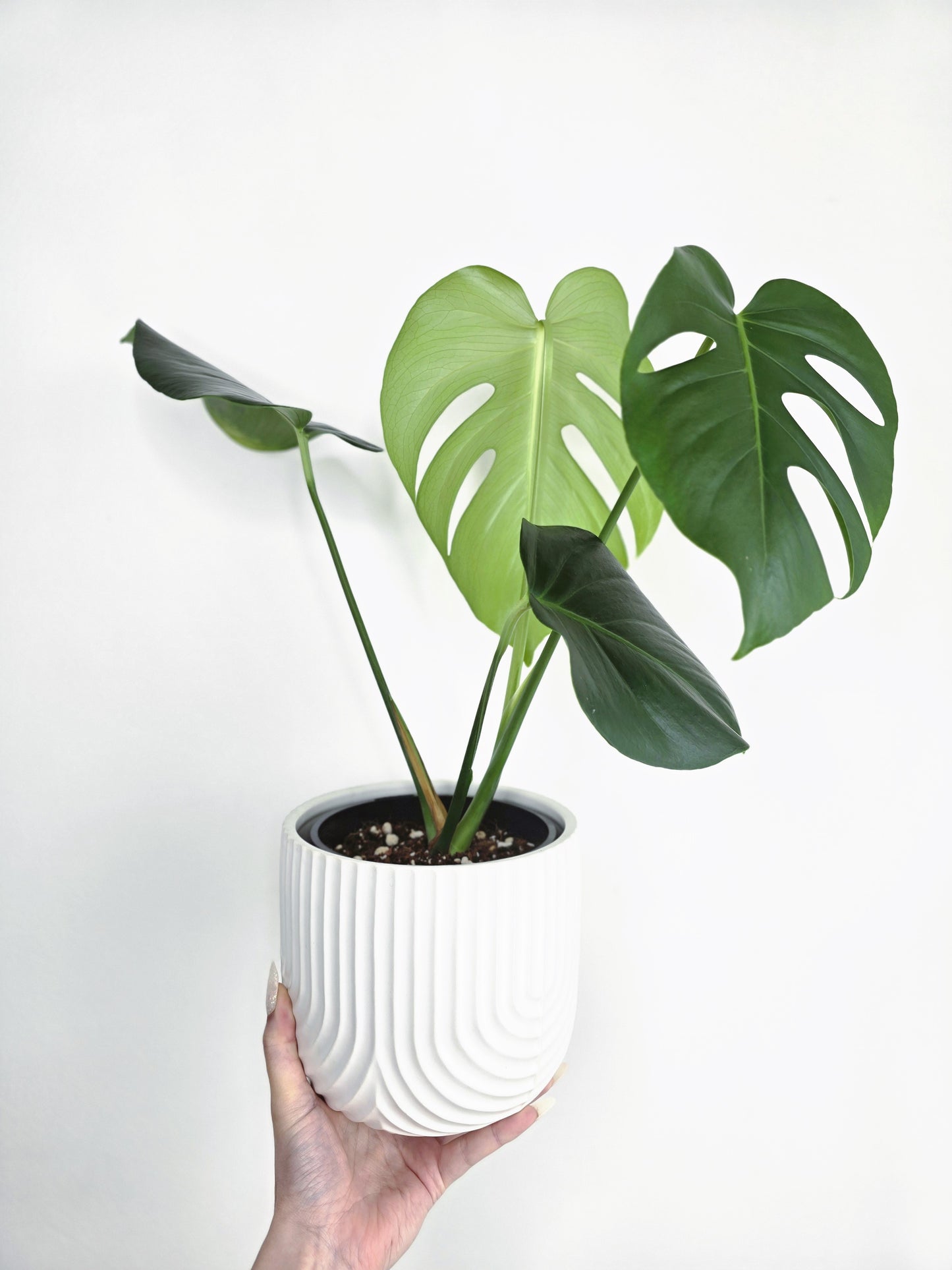 Monstera 'Deliciosa'
