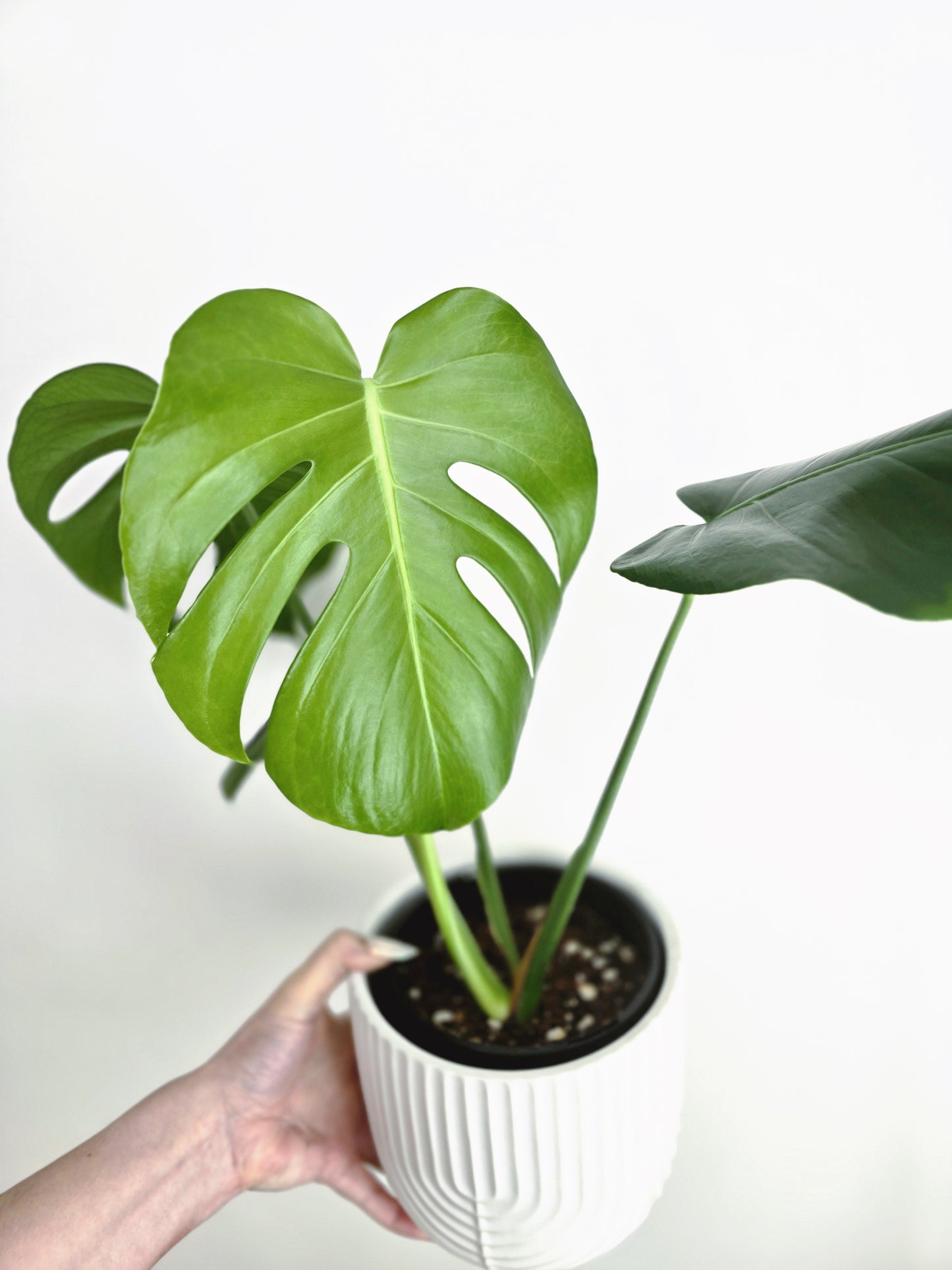 Monstera 'Deliciosa'