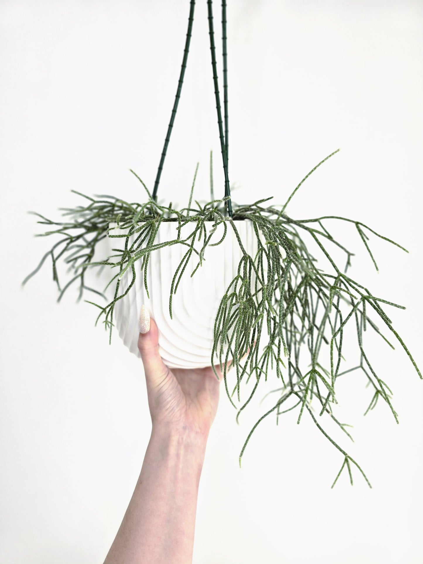 Rhipsalis 'Pilocarpa' Hanging Basket - 130mm