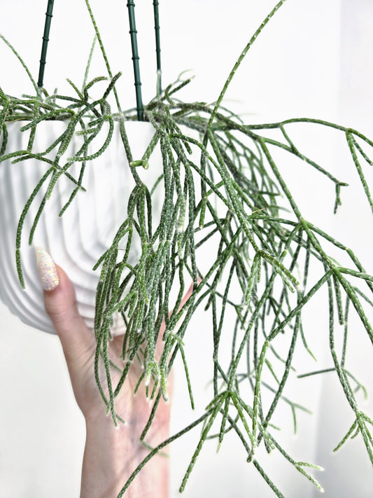Rhipsalis 'Pilocarpa' Hanging Basket - 130mm