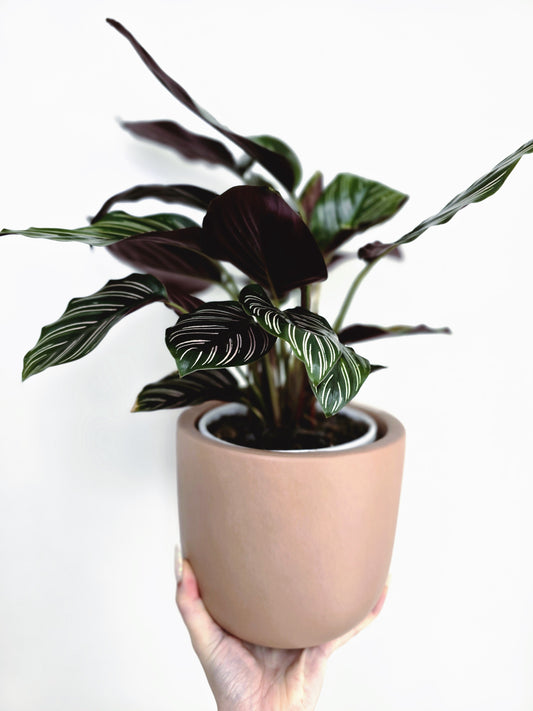 Calathea 'Ornata' - 140mm