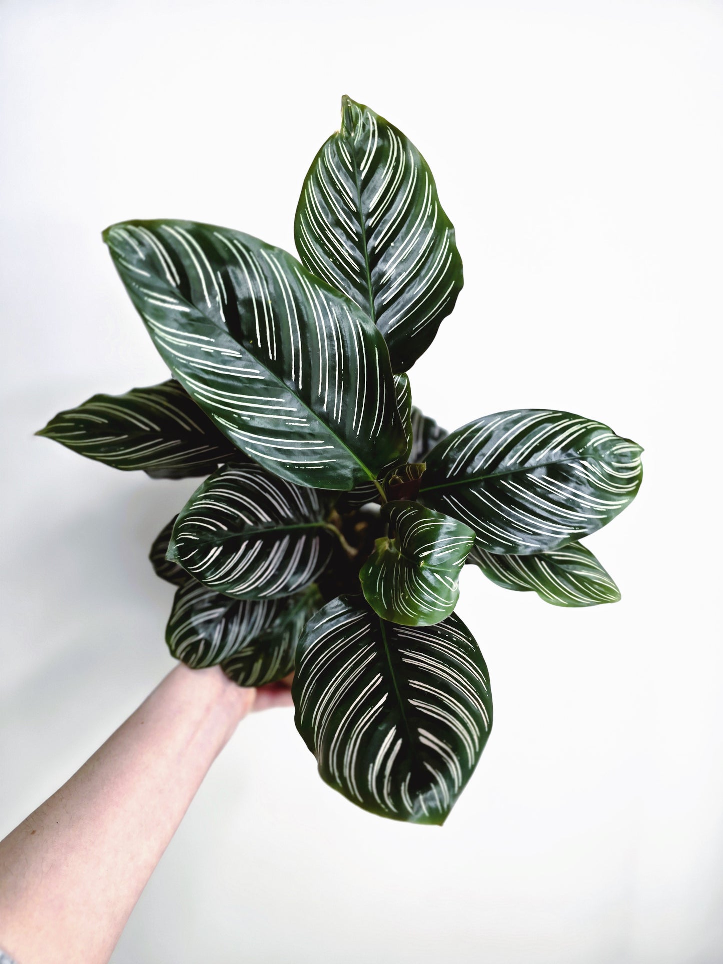 Calathea 'Ornata' - 140mm