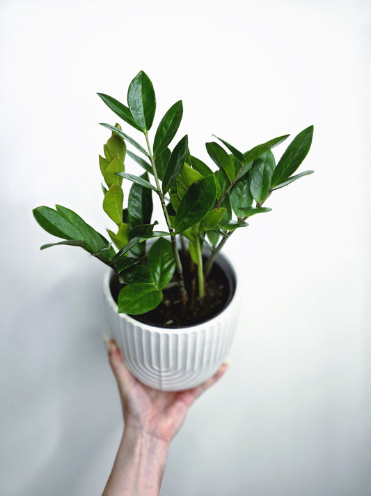 Zamioculcas Zamiifolia 'Zanzibar Gem' - 140mm