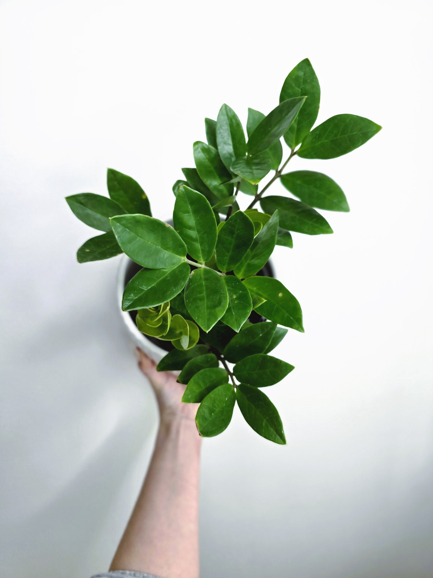 Zamioculcas Zamiifolia 'Zanzibar Gem' - 140mm