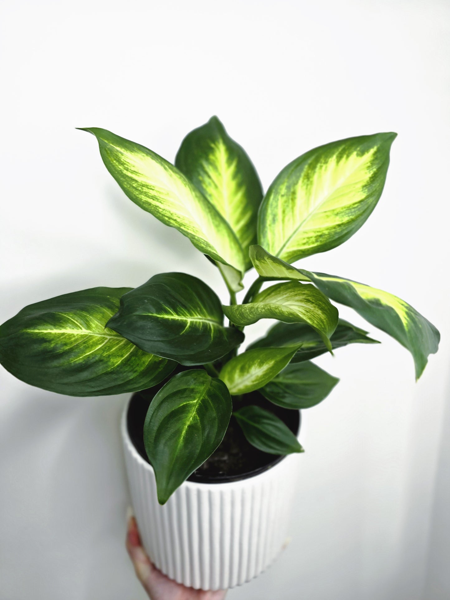 Dieffenbachia 'Tropic Marianne' - 180mm