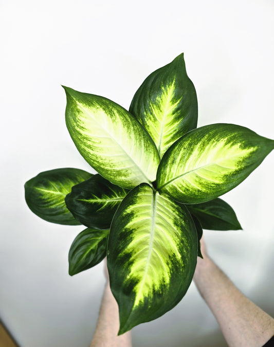 Dieffenbachia 'Tropic Marianne' - 180mm