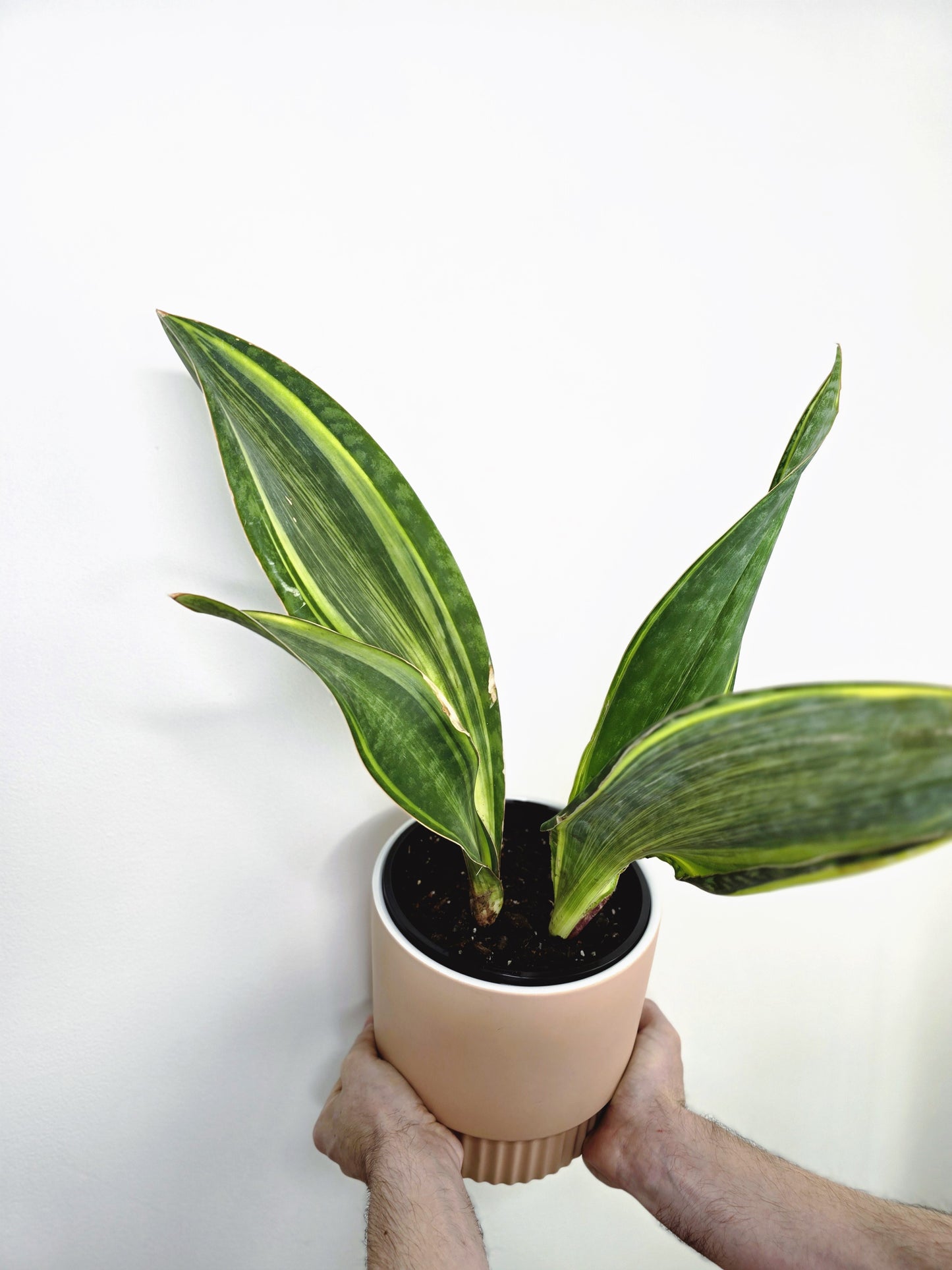 Sansevieria Masoniana 'Whale Fin'