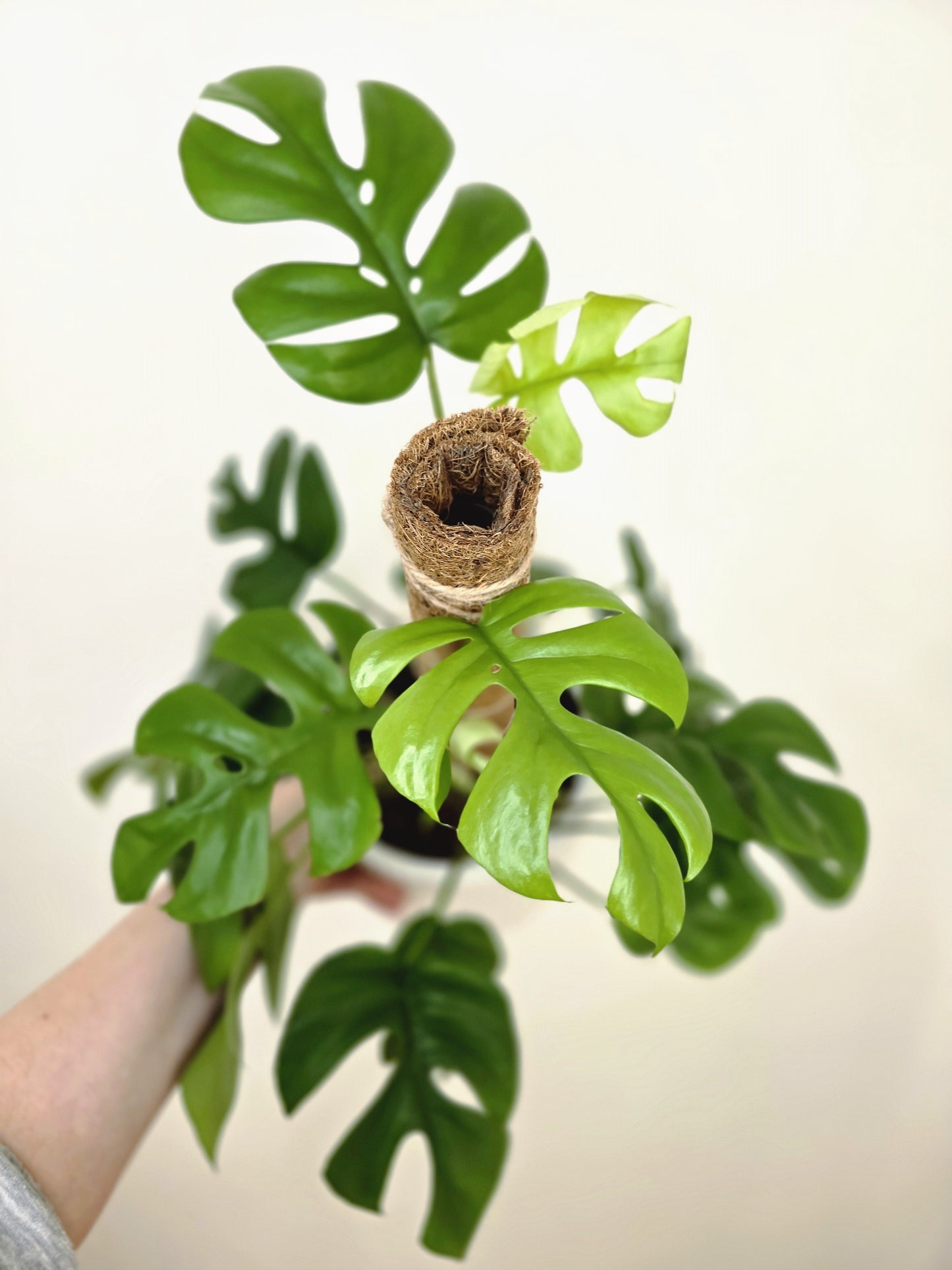 Rhaphidophora Tetrasperma 'Mini Monstera' Totem - 150mm