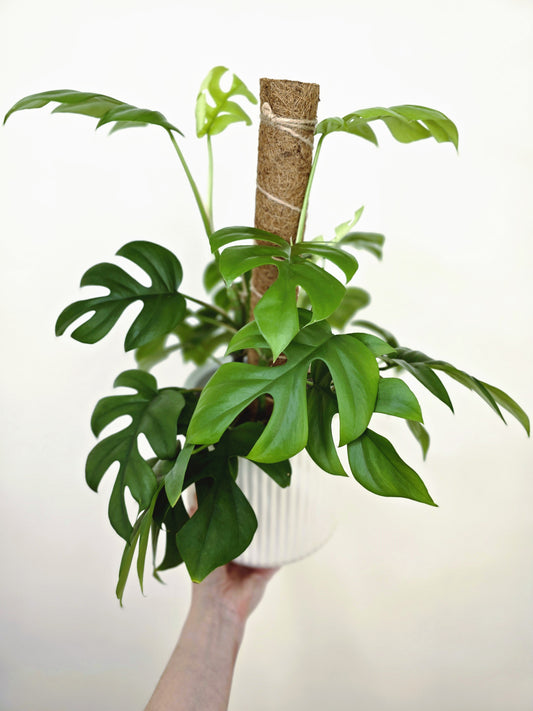 Rhaphidophora Tetrasperma 'Mini Monstera' Totem - 150mm
