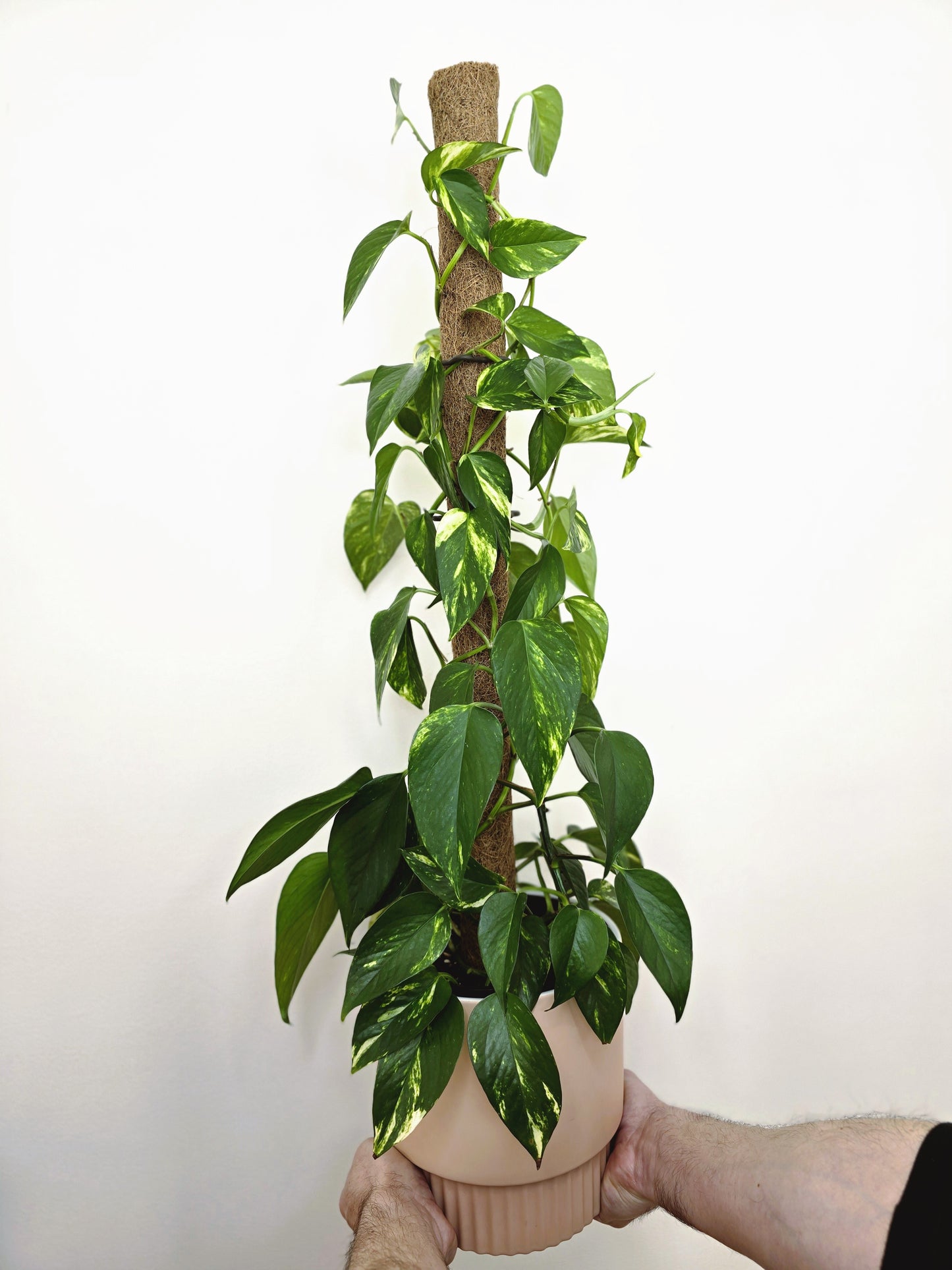 Epipremnum Aureum 'Devils Ivy' Totem