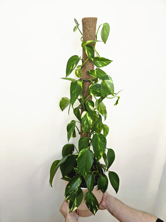 Epipremnum Aureum 'Devils Ivy' Totem