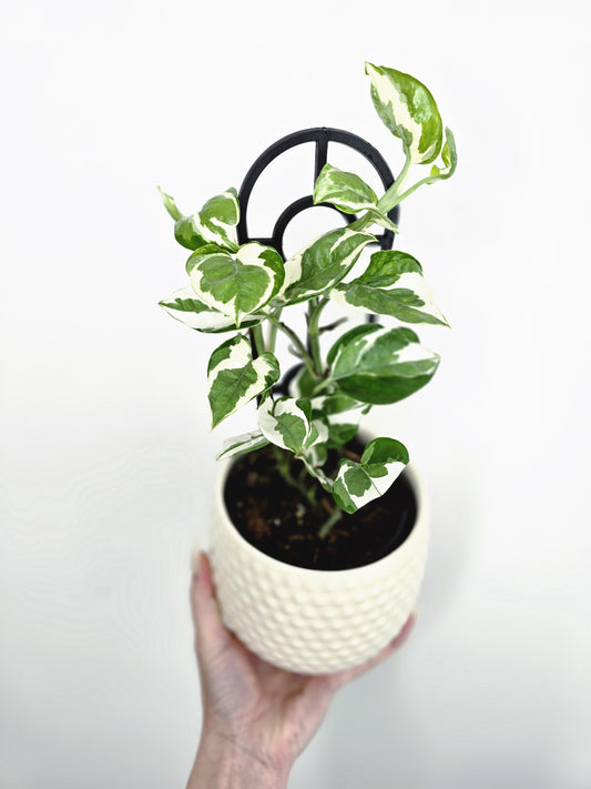 Epipremnum Aureum 'Snow Queen' - 118mm