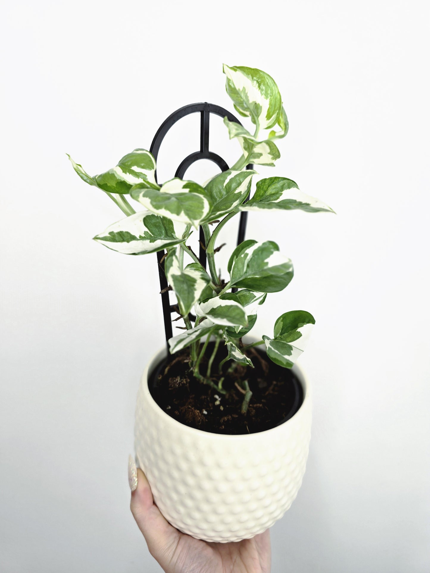 Epipremnum Aureum 'Snow Queen' - 118mm