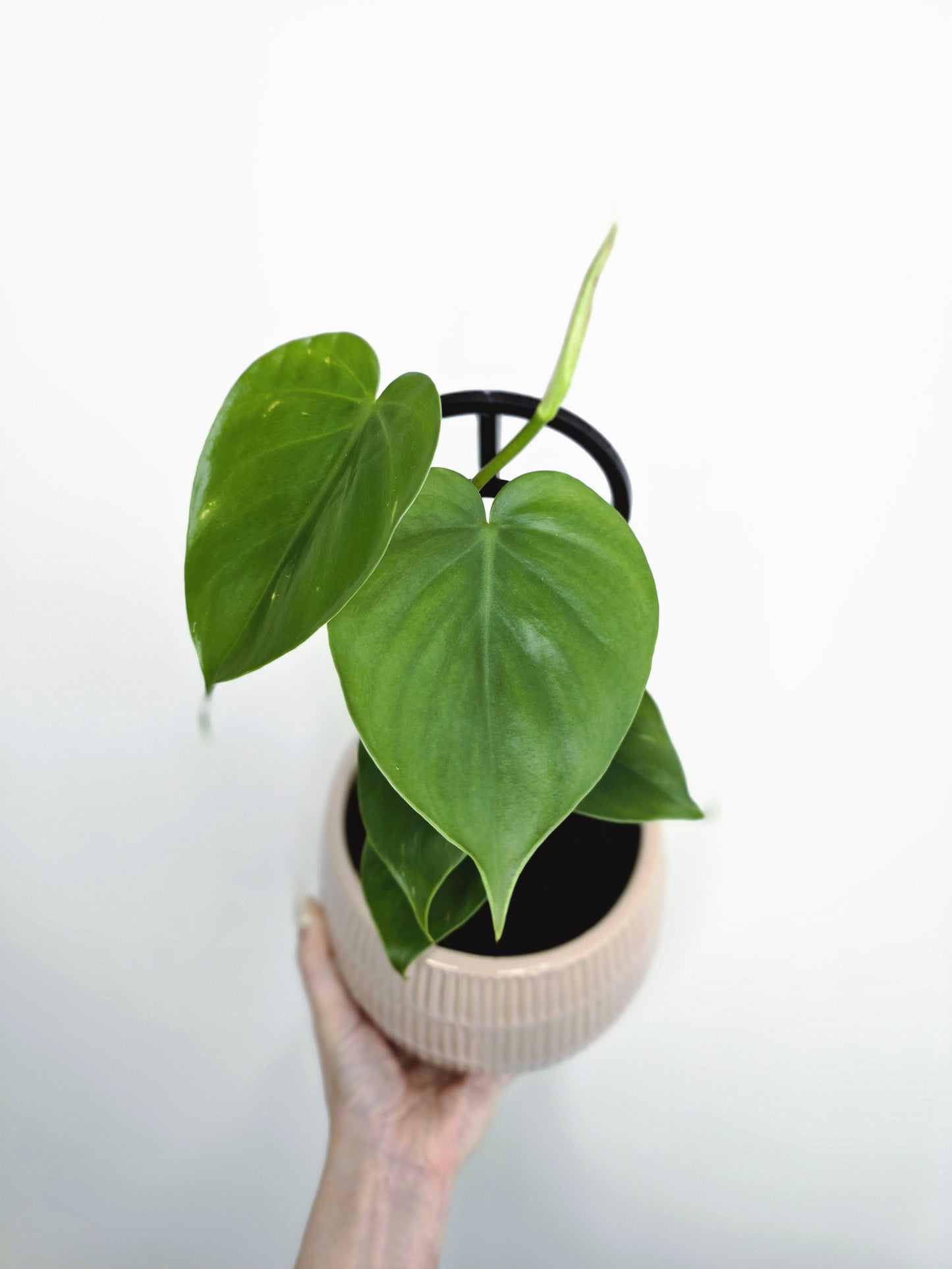 Philodendron Cordatum 'Heart Leaf' - 118mm