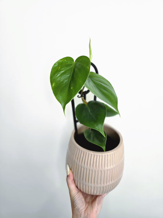 Philodendron Cordatum 'Heart Leaf' - 118mm