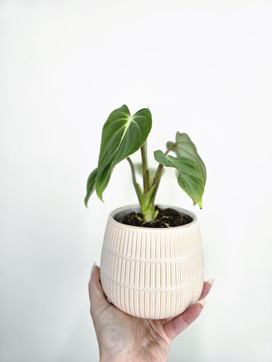 Philodendron 'Gloriosum' - 90mm