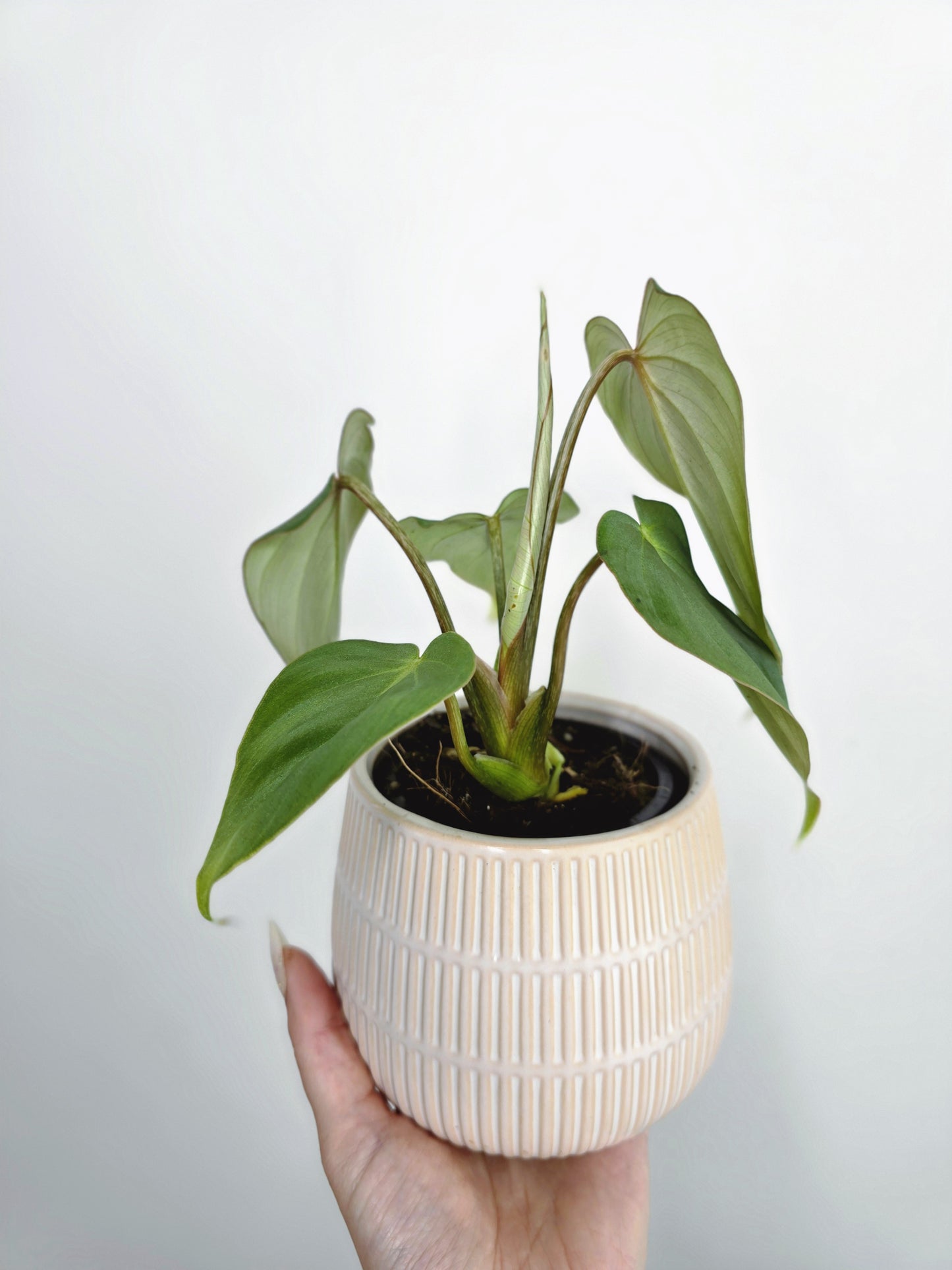 Philodendron 'Gloriosum' - 90mm