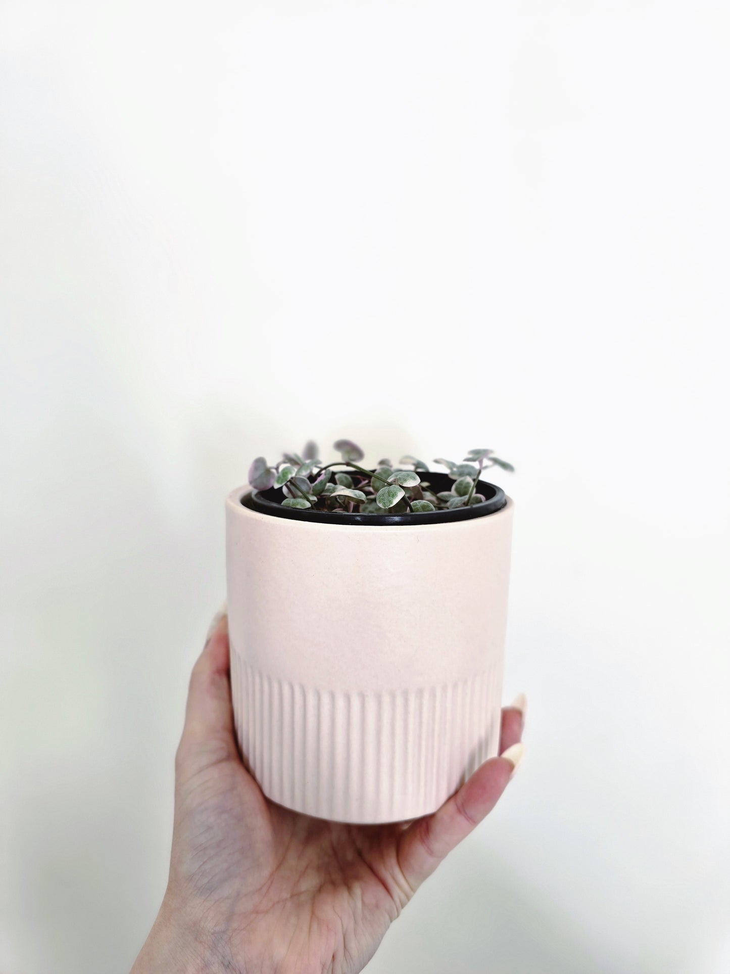 Ceropegia Woodii 'Chain of Hearts' Variegated - 100mm