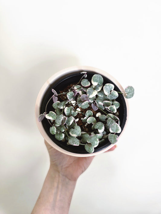 Ceropegia Woodii 'Chain of Hearts' Variegated - 100mm