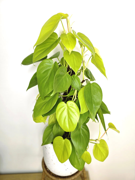 Philodendron Cordatum 'Gold' Totem - 170mm