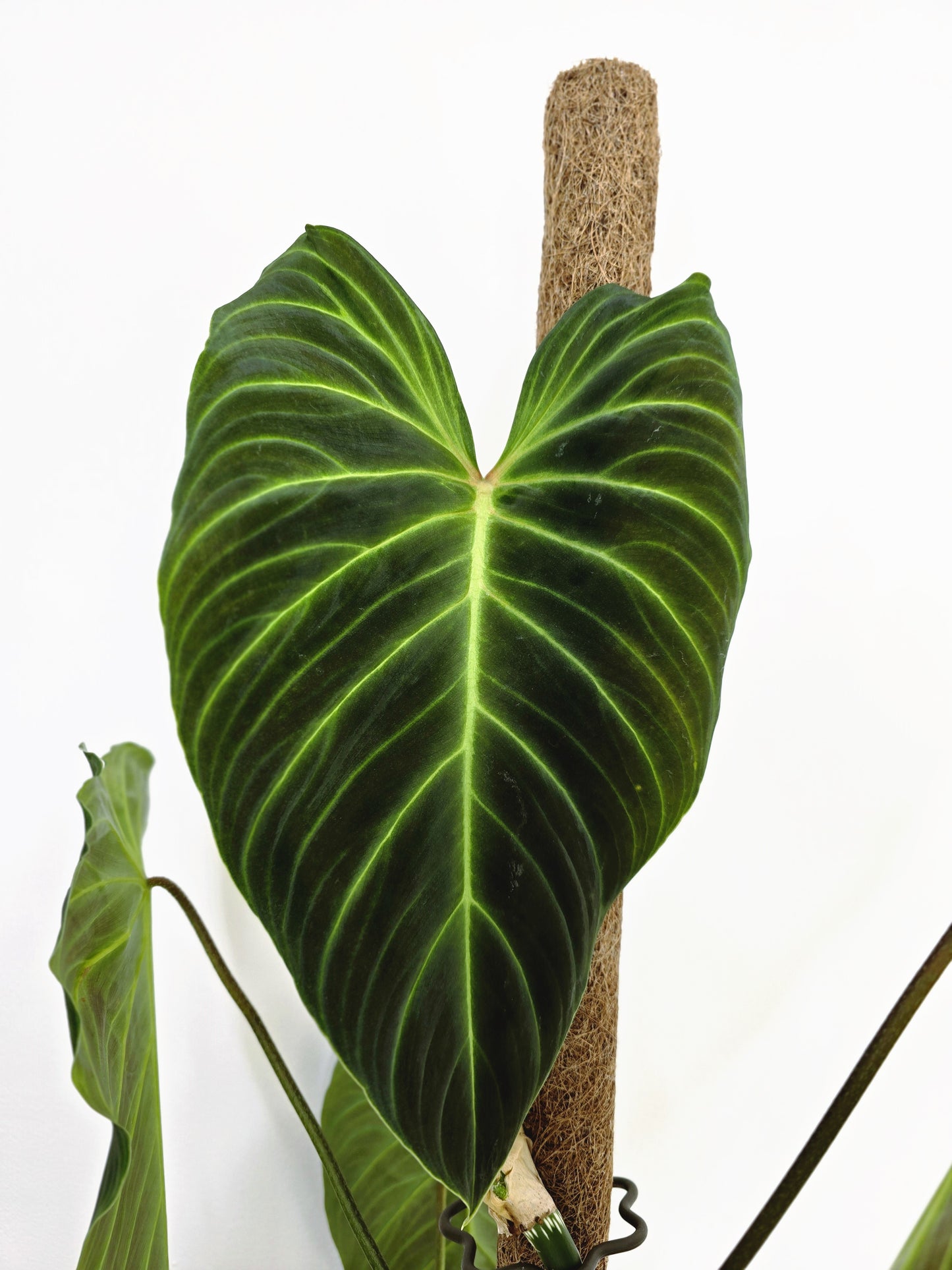 Philodendron 'Splendid' Totem