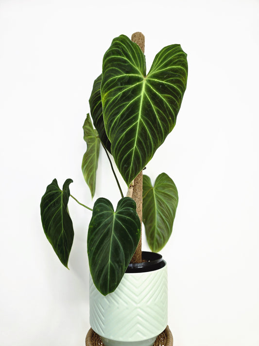 Philodendron 'Splendid' Totem