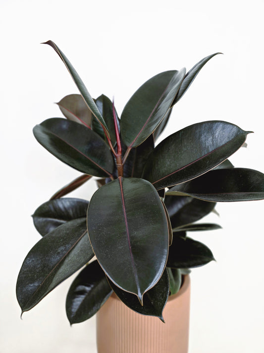 Ficus Elastica 'Burgundy' - 180mm