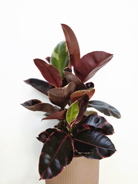 Ficus Elastica 'Ruby' - 200mm