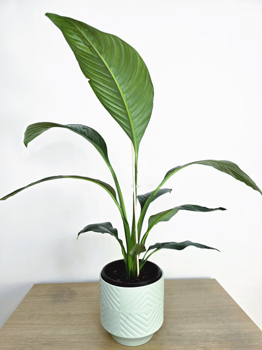Spathiphyllum 'Sensation' - 180mm