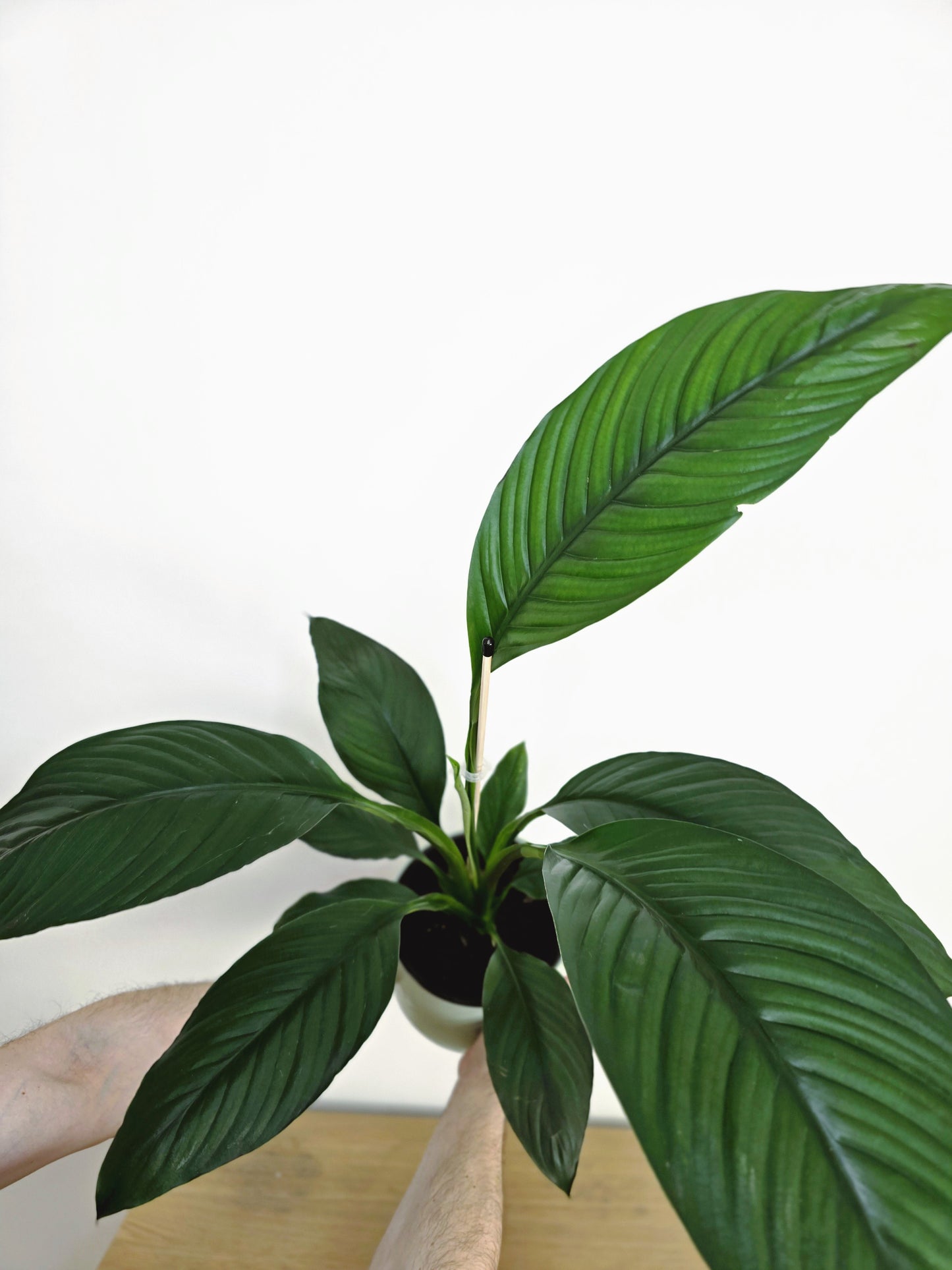 Spathiphyllum 'Sensation' - 180mm