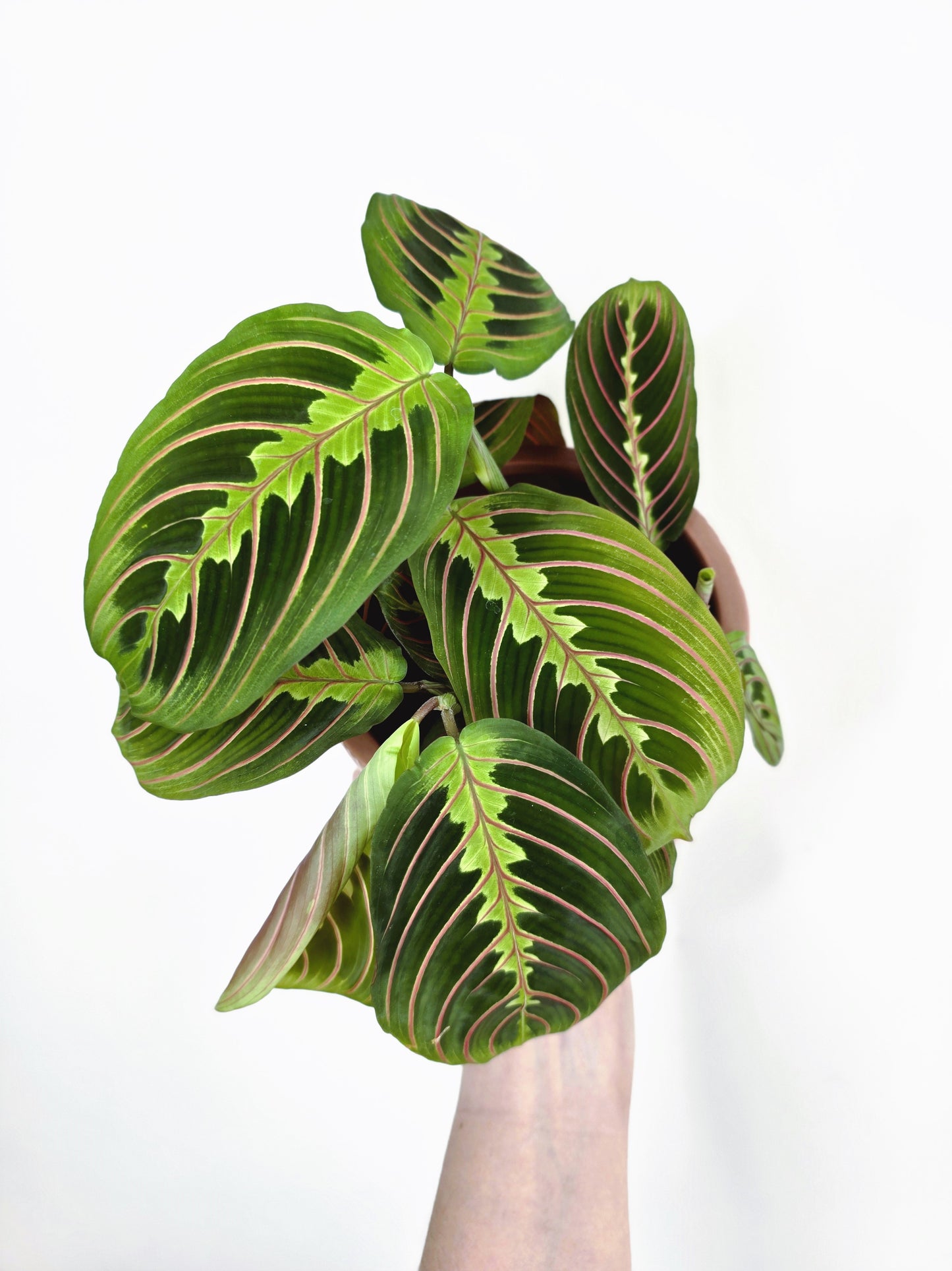 Maranta Leuconeura 'Red Vein' - 118mm