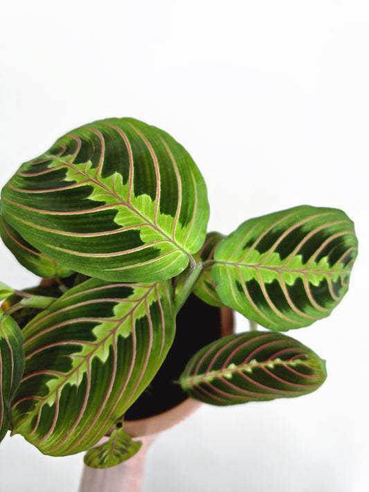 Maranta Leuconeura 'Red Vein' - 118mm