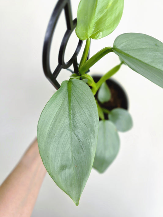 Philodendron Hastatum 'Silver Sword' Ladder - 118mm